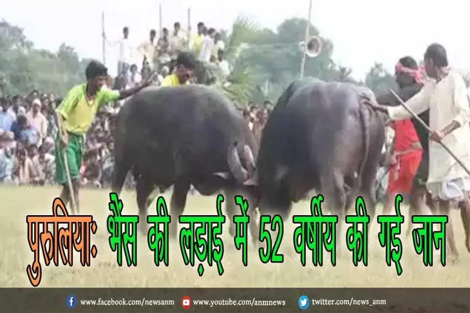 पुरुलिया: भैंस की लड़ाई में 52 वर्षीय की गई जान