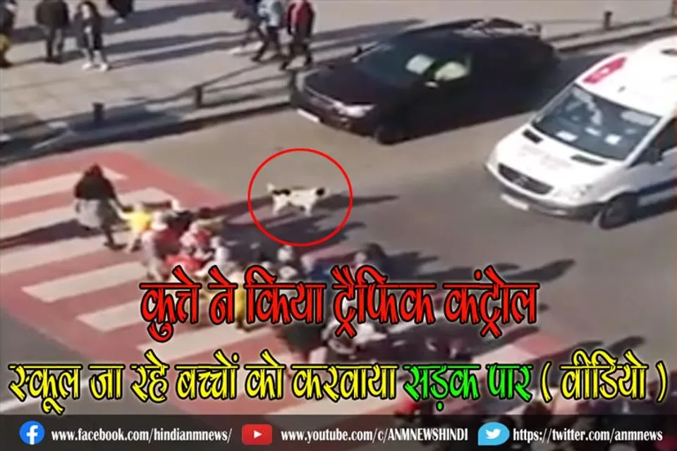 कुत्ते ने किया ट्रैफिक कंट्रोल, स्कूल जा रहे बच्चों को करवाया सड़क पार ( वीडियो )