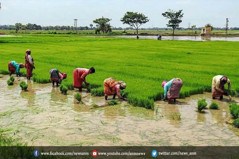 पश्चिम बंगाल में जलवायु परिवर्तन धान की पैदावार को किया प्रभावित