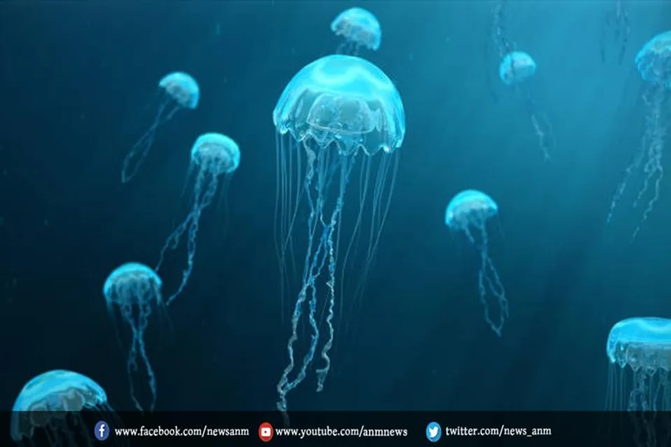सभी जेलीफिश अमर नहीं हैं