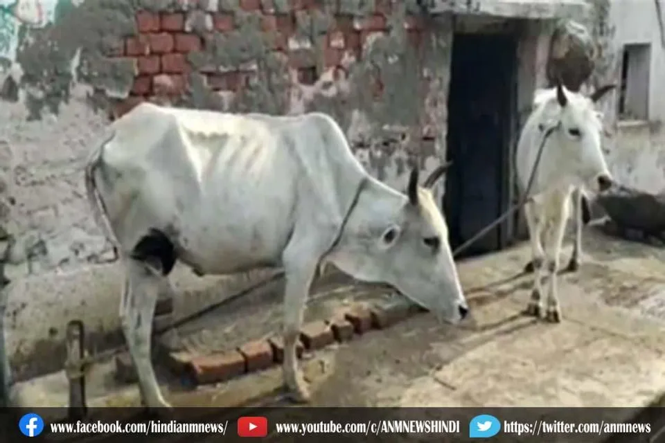 अज्ञात बीमारी के चपेट में गाय, किसानो की बड़ी परेशानी