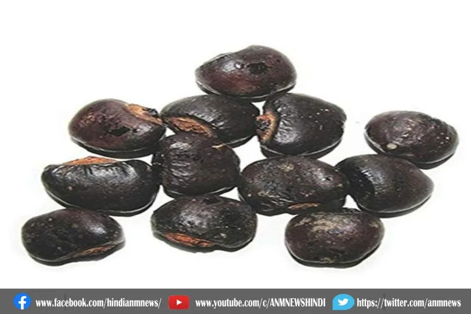 जानिए, भेलवा के प्रयोग से क्या क्या फायदा होता है
