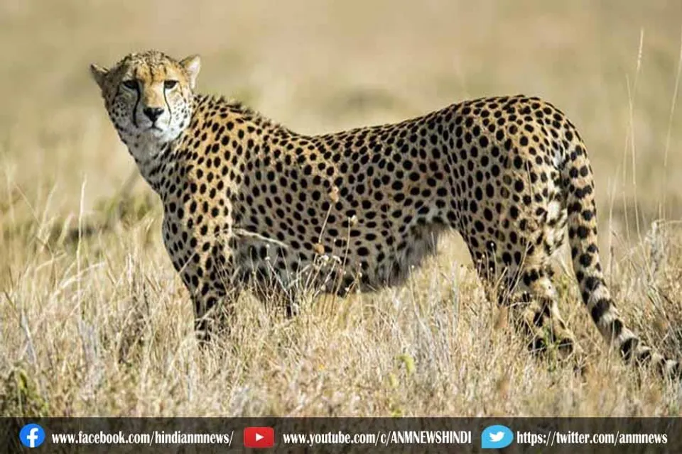 दक्षिण अफ्रीका और नामीबिया से भारत लाए जाएंगे 12 चीते