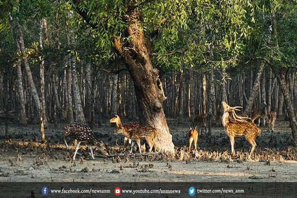 सुंदरबन के दूरदराज के इलाकों में किया व्यापक कार्य शुरू