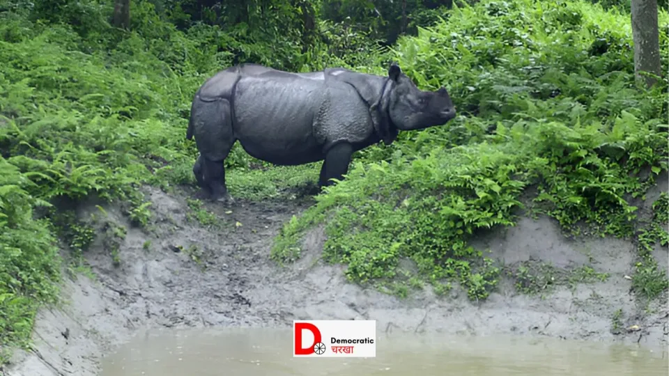 काजीरंगा नेशनल पार्क में 17 जानवर डूबे