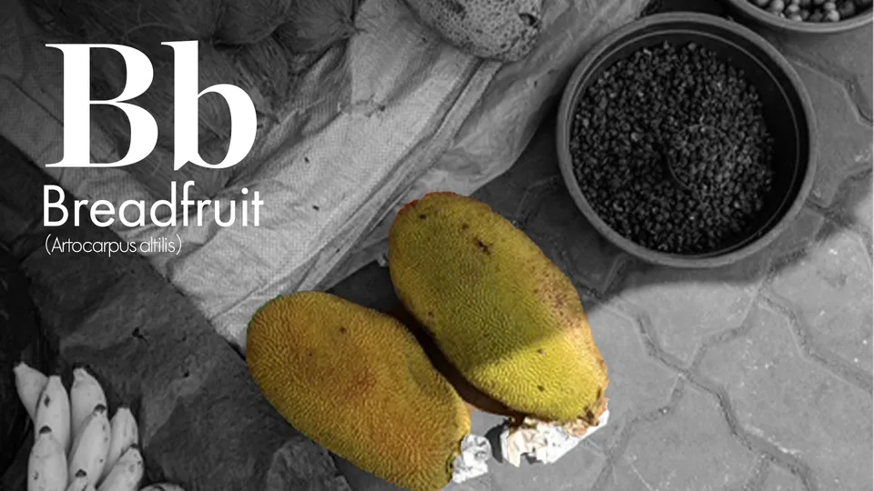 breadfruit