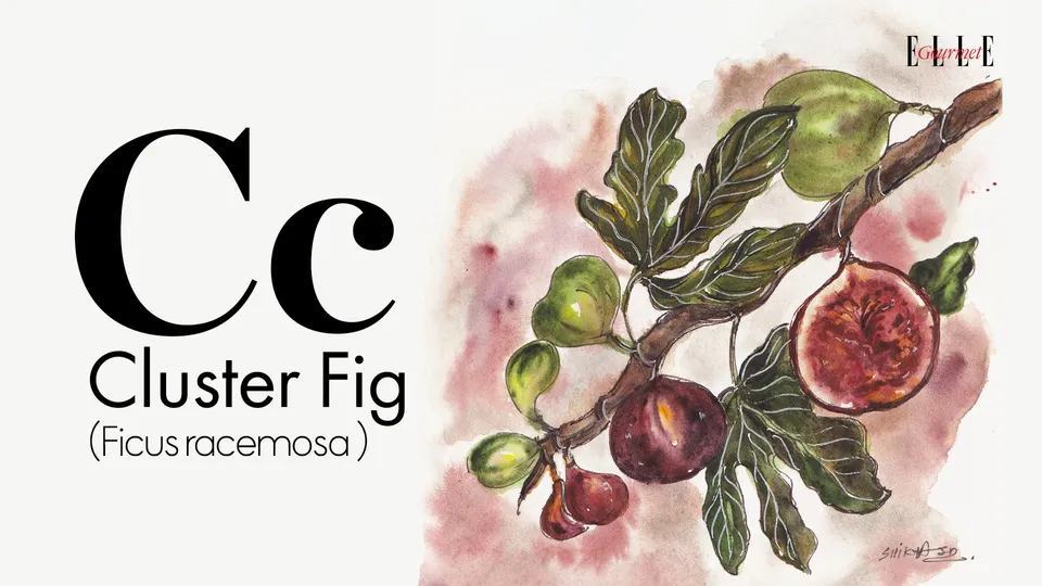 banner cluster fig