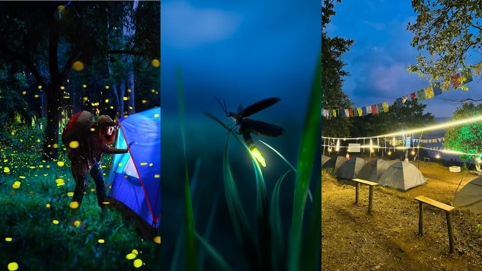 The fireflies festival that begins mid-May sees scores of city folks heading to hill-stations to catch the glow of these little bugs 