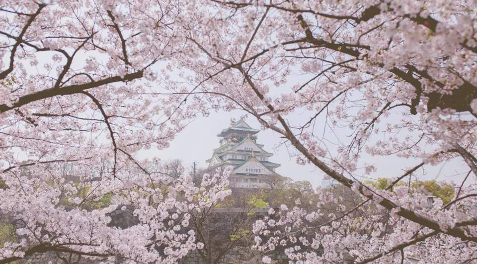 Crush-Worthy Cherry Blossom Products From Beauty Brands In India To Try RN!