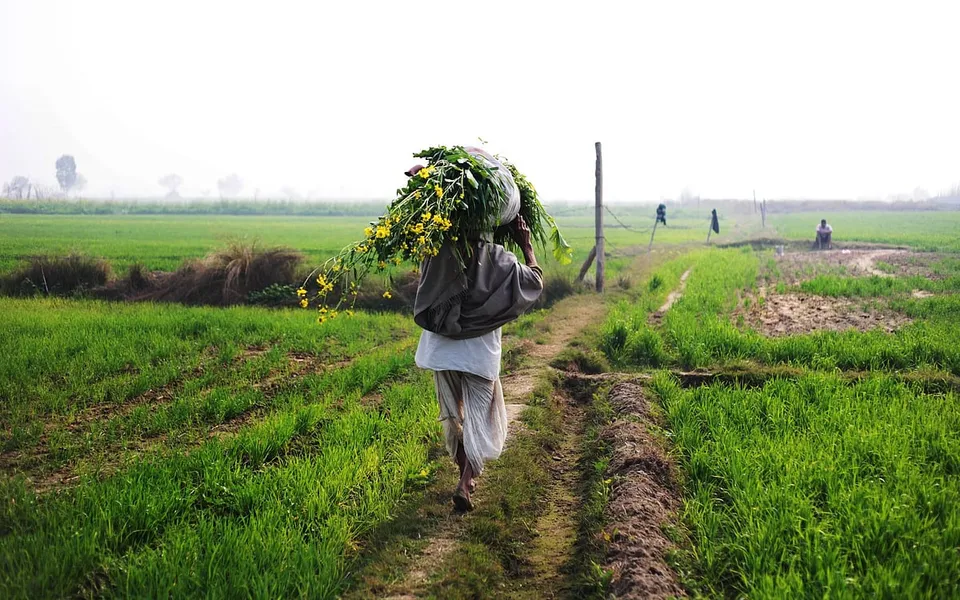 How is the climate emergency affecting farmersâ€™ harvests? 
