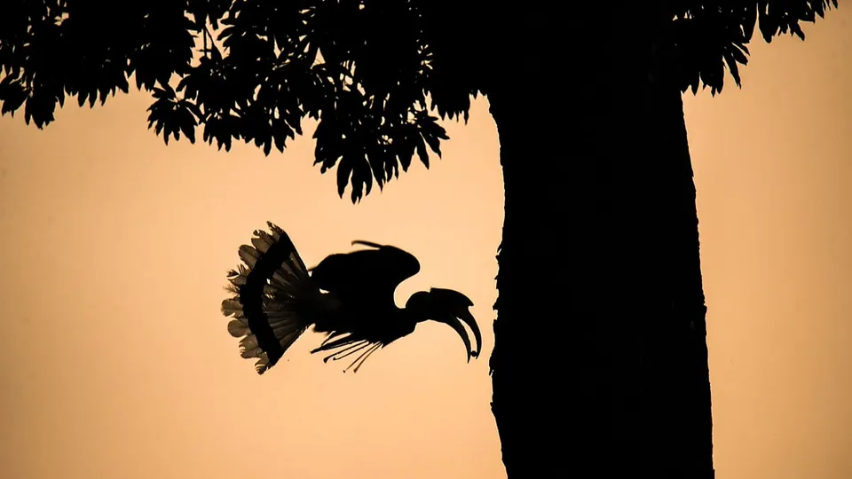 Indian environmentalists on Instagram who highlight the impact of the climate emergency 