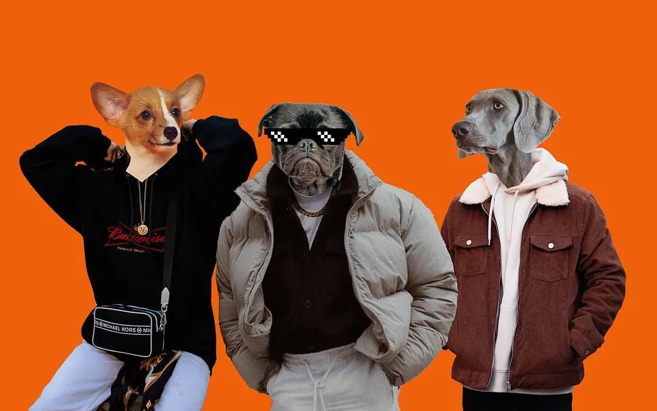 How the billion-dollar industry for pet clothing is finding its foothold in India