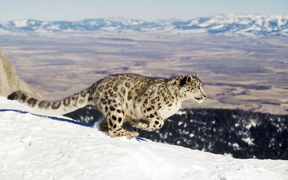 Why the habitat of the snow leopard deserves our attention