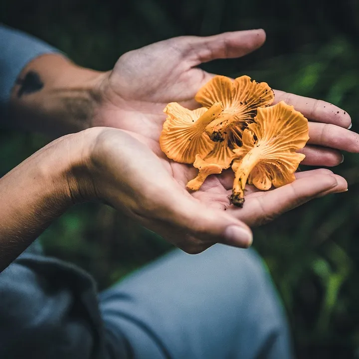 Why are mushrooms finding their way into beauty and wellness products? 