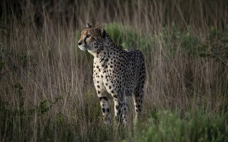 How did African cheetahs get to India? Photographer Ronny Sen found himself on a plane with them