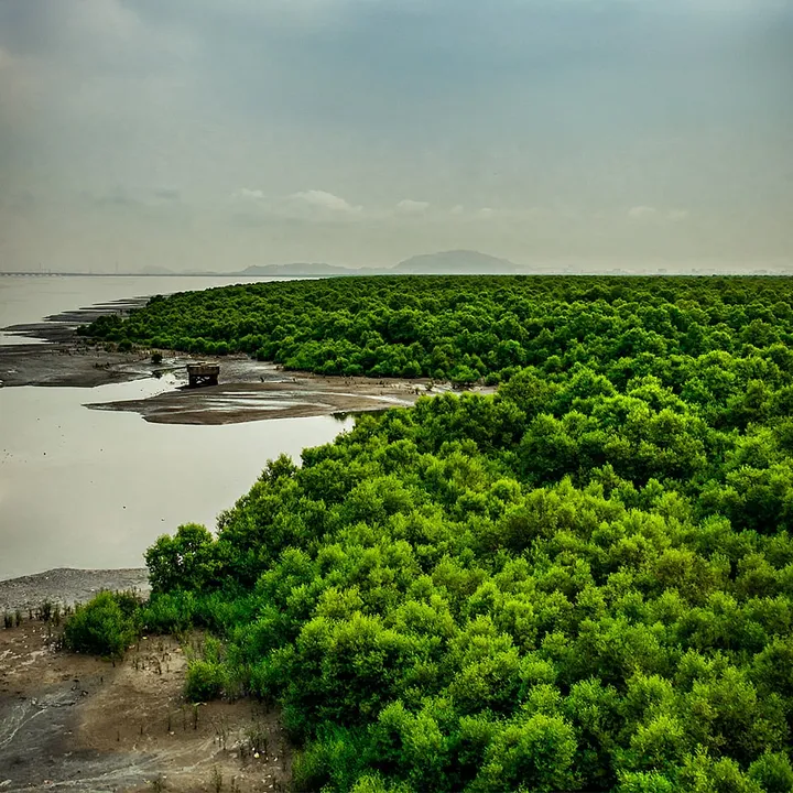 Hereâ€™s what gets uprooted with the felling of mangroves for the bullet train project  