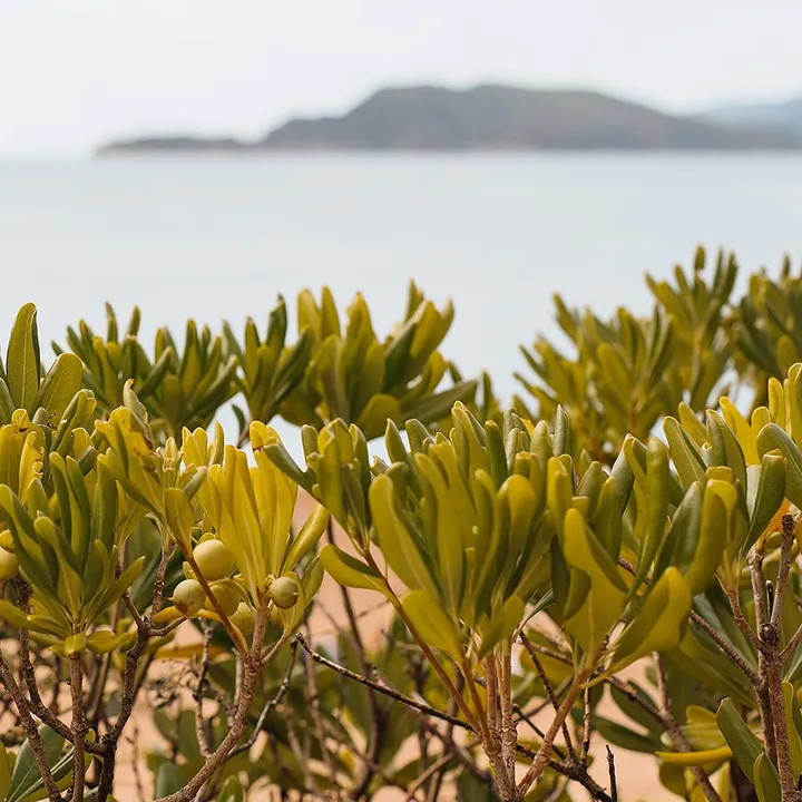 Purslane is a cop-worthy ingredient for maturing and sensitive skin