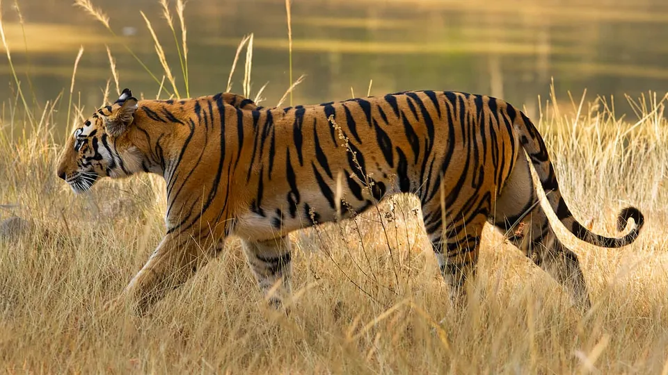 Add these 5 under-the-radar safaris to your bucket list