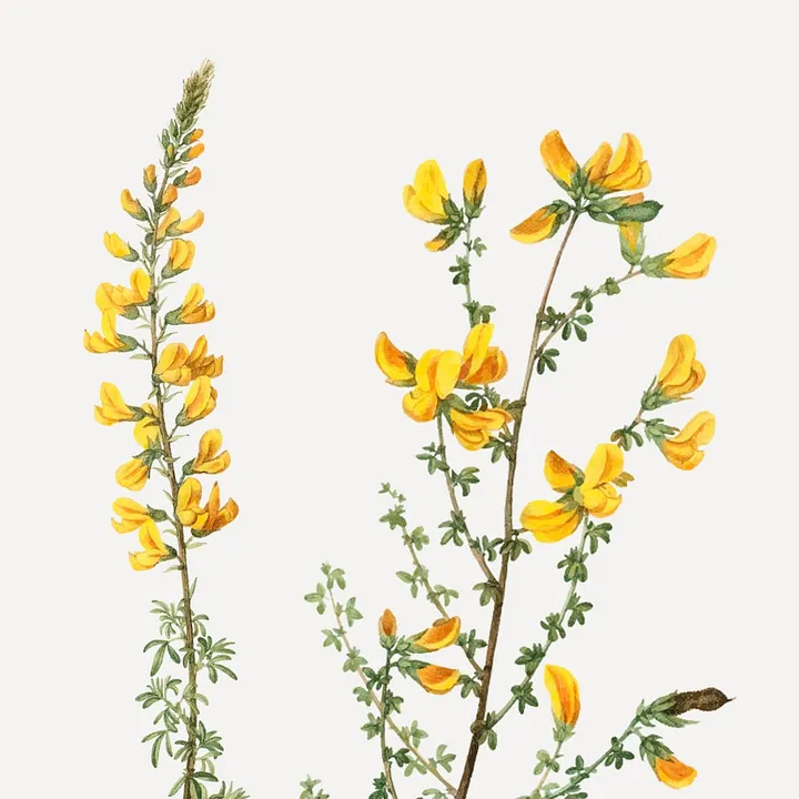 Witch hazelâ€“oily skinâ€™s dream ingredientâ€“is making a comeback 