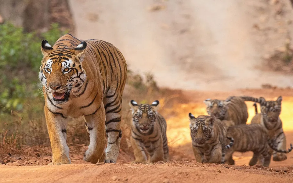 Why Indiaâ€™s rising tiger population poses a threat to local communities 