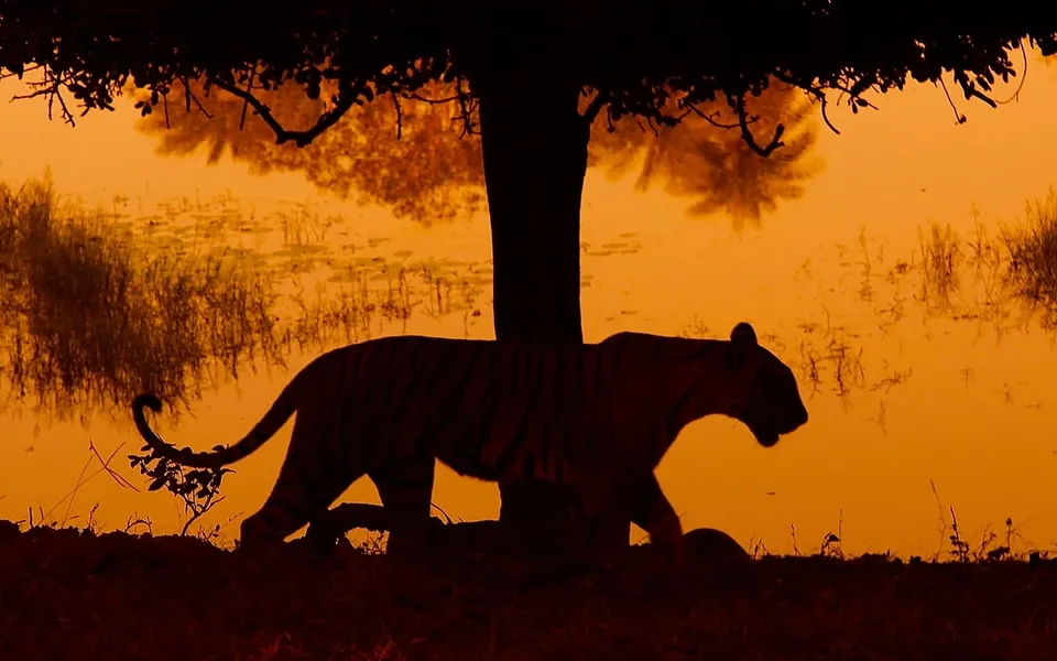 Why 23-year-old Raihan Rajiv Vadraâ€™s work in immersive art is to watch out for