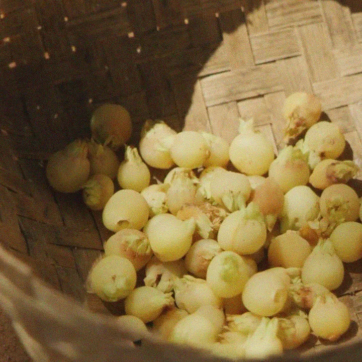 Heard of Mahua? This tribal drink makes a surprising debut in a documentary at Cannes