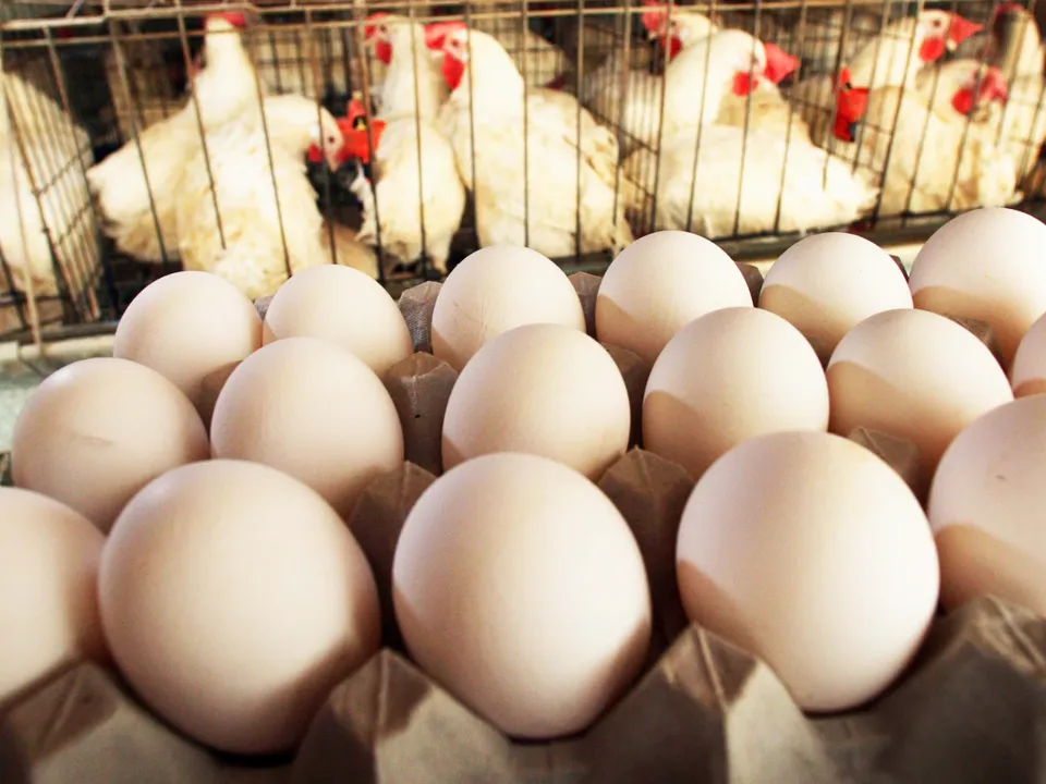 egg