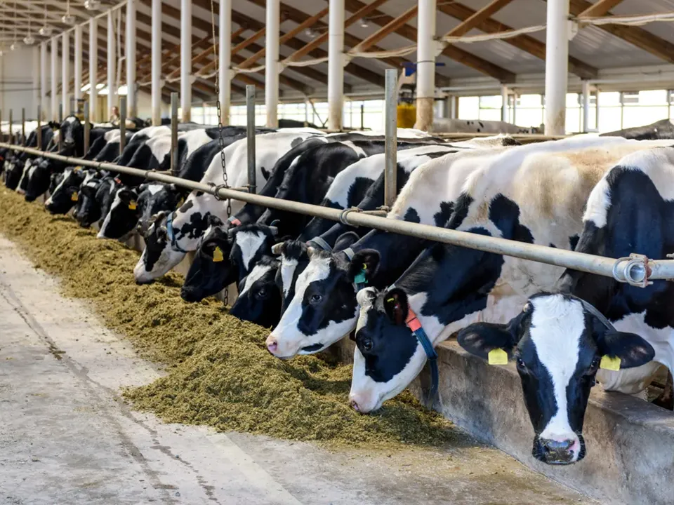 dairyfarm