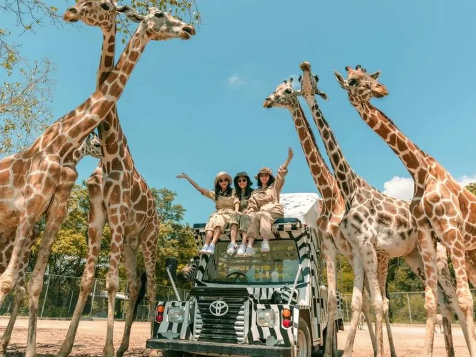 safari