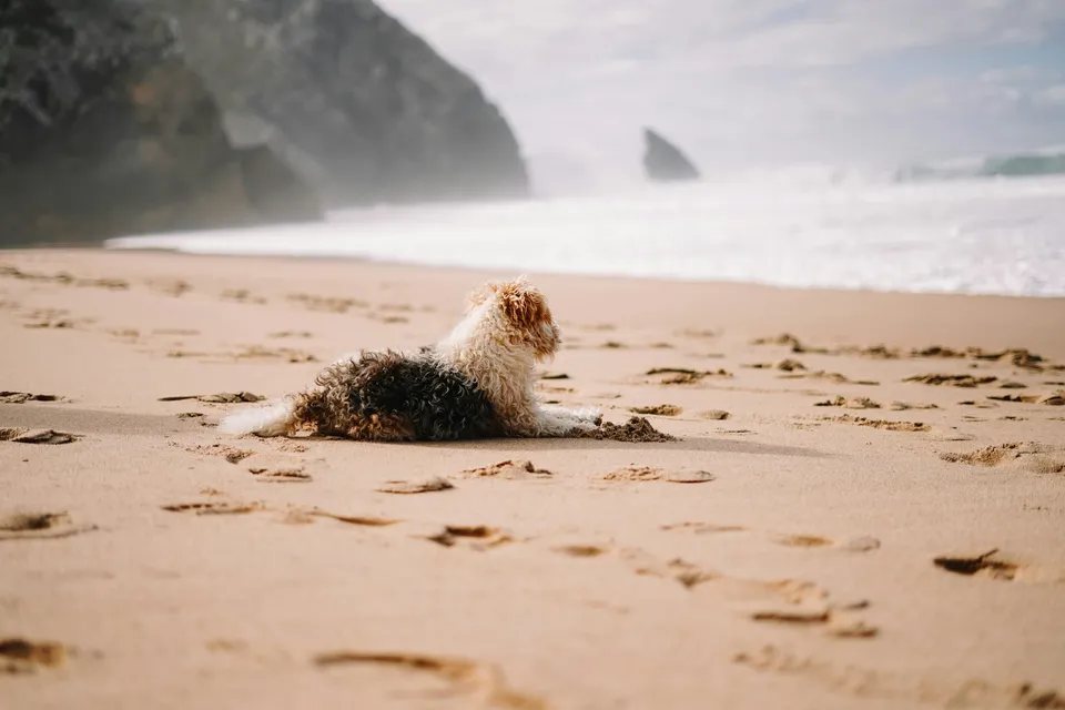 pet on beach