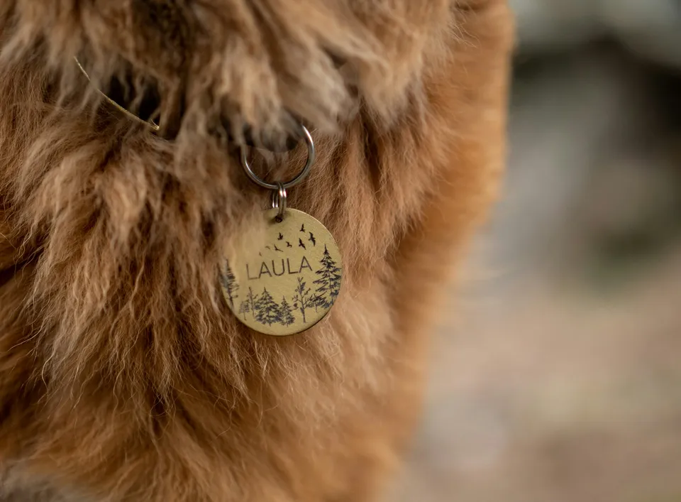 pet tag