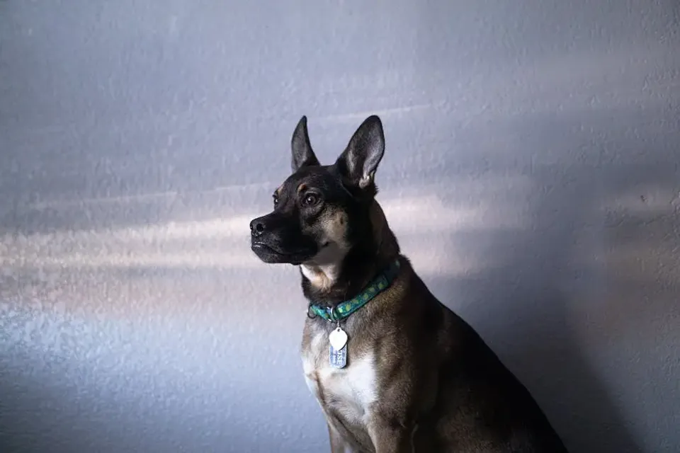 Understanding the Importance of ID Tags for Your Pets