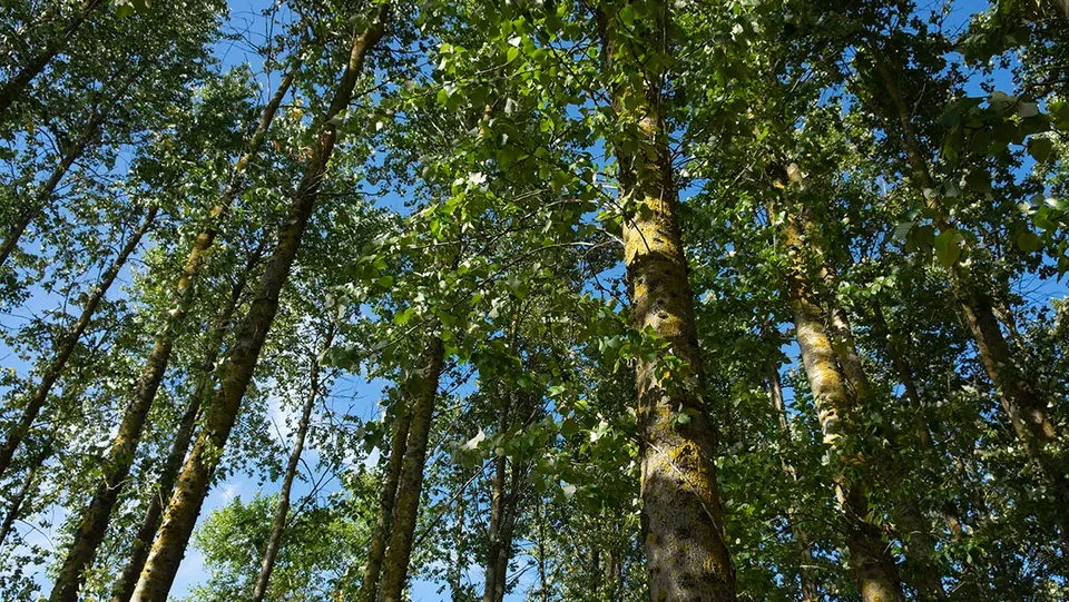 poplars trees.jpg