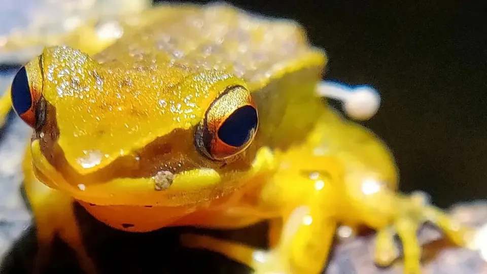 A Rao’s intermediate golden-backed frog with Bonnet mushroom sprouting from its hind leg 