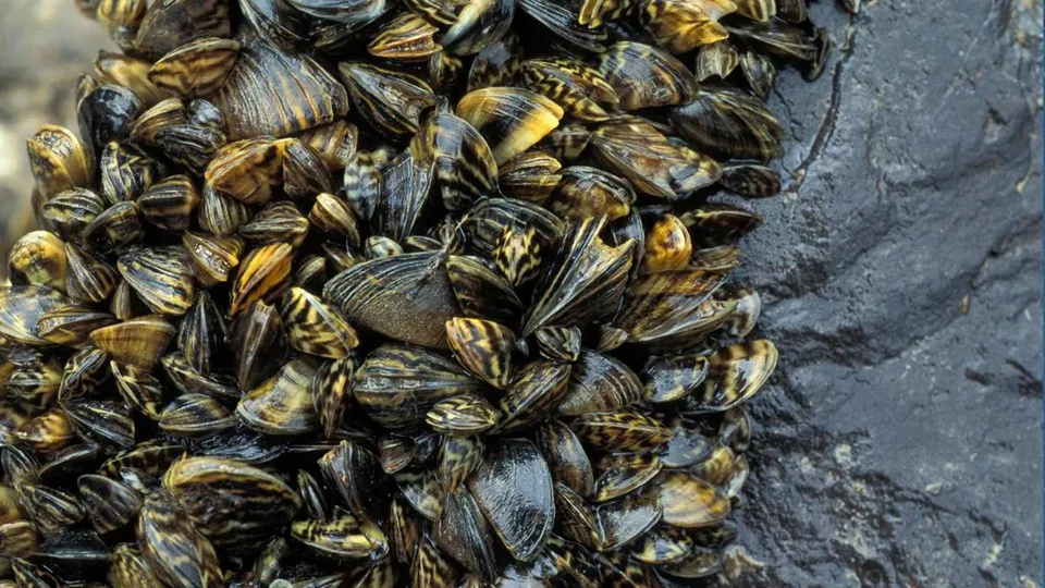 Mussel.jpg