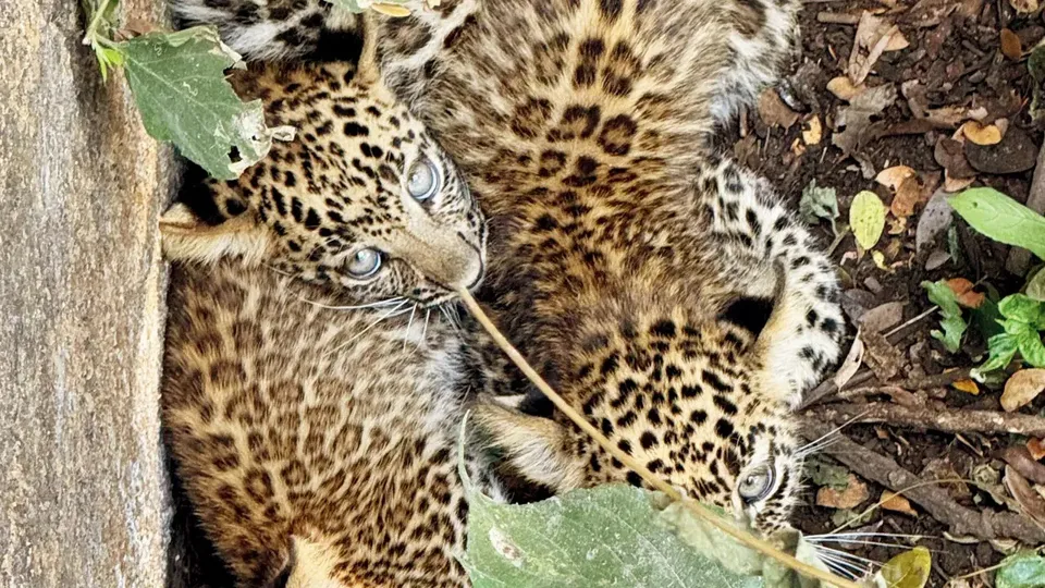 Aarey leopard cubs