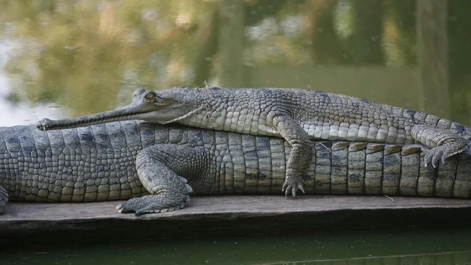 gharial