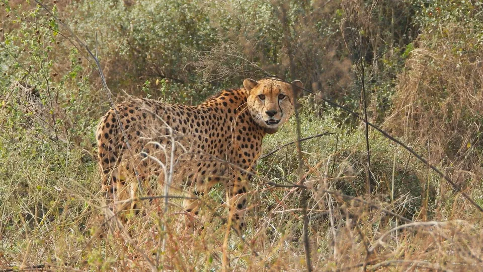 Namibian cheetah Shaurya
