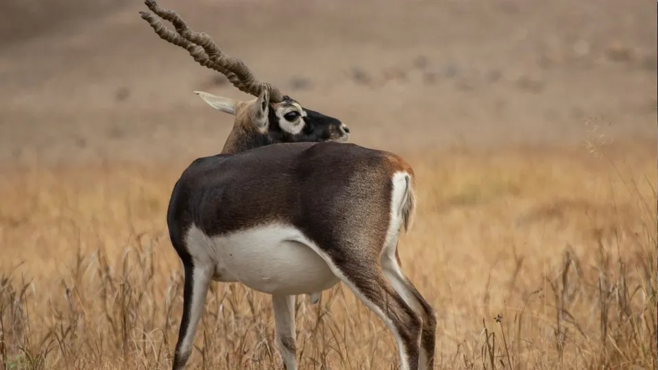 Blackbuck in Kota Rajasthan