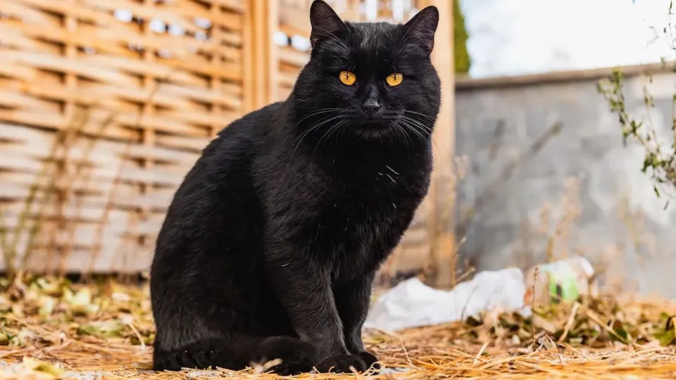 black cat