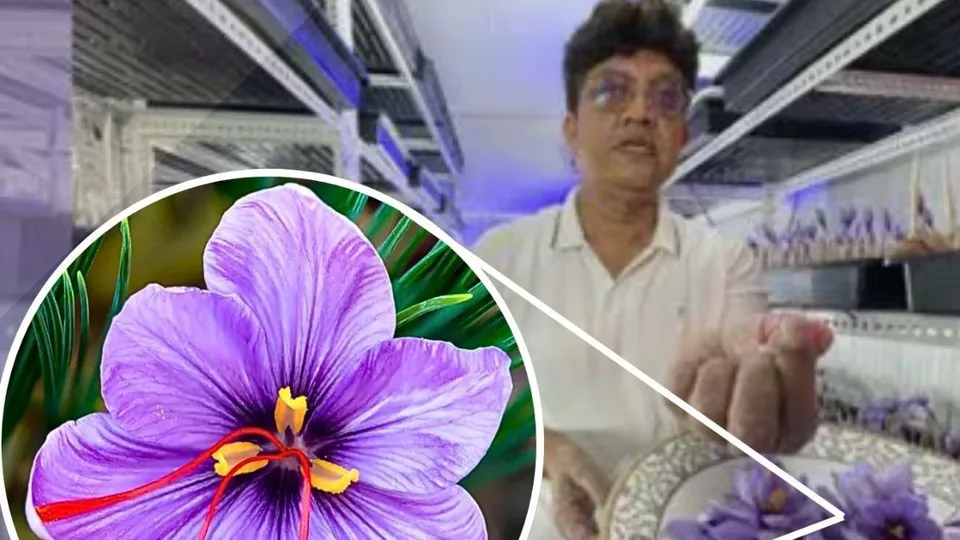 Anil Jaiswal, a farmer in Indore in Madhya Pradesh growing saffron