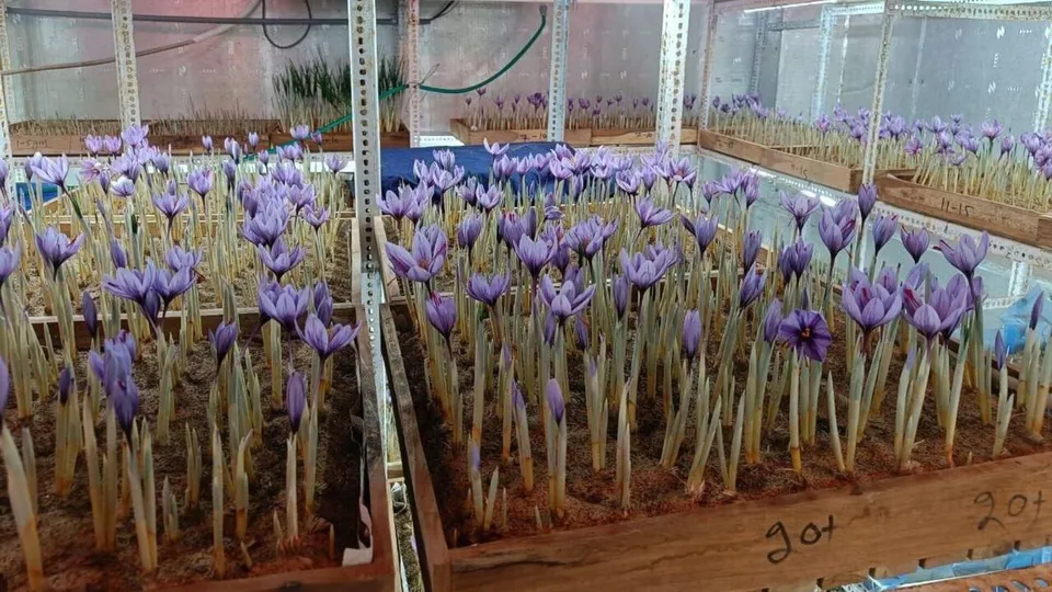 saffron bloom