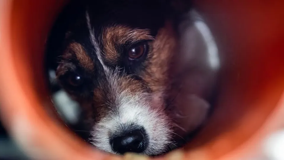 Rescued Dog Pet Dogs