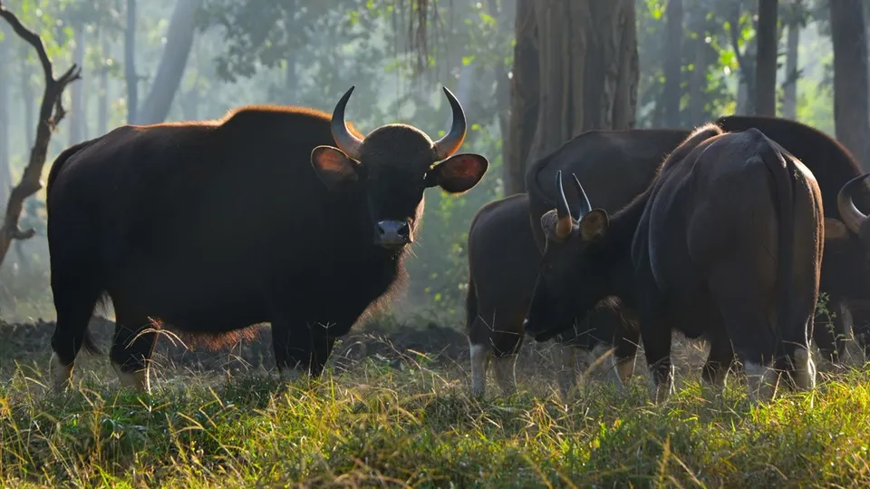 indian bison group