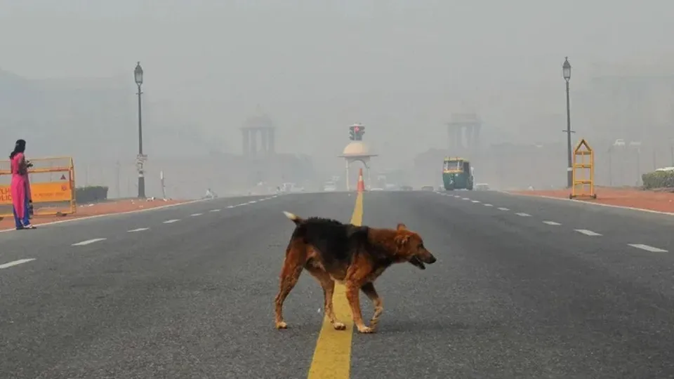 Pets Animals in Pollution Delhi