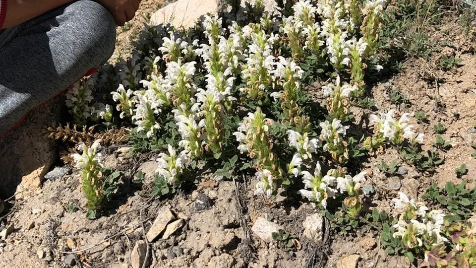 Medicinal plants