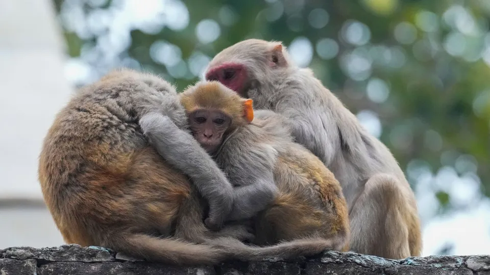 Monkeys Delhi Winters Delhi Weather Cold Wave