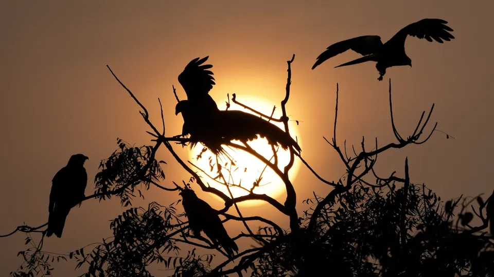 Birds silhouette against the last setting sun of the year 2024 in New Delhi on Tuesday, Dec. 31, 2024.