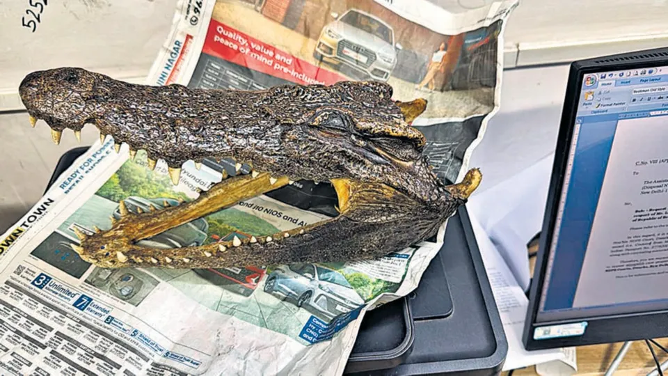 Crocodile Skull at Delhi Airport
