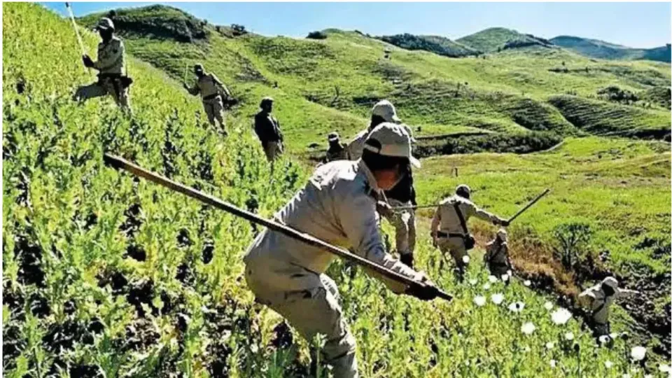 Poppy Plantation